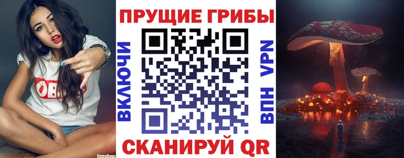 где можно купить   Тихвин  Псилоцибиновые грибы Cubensis 